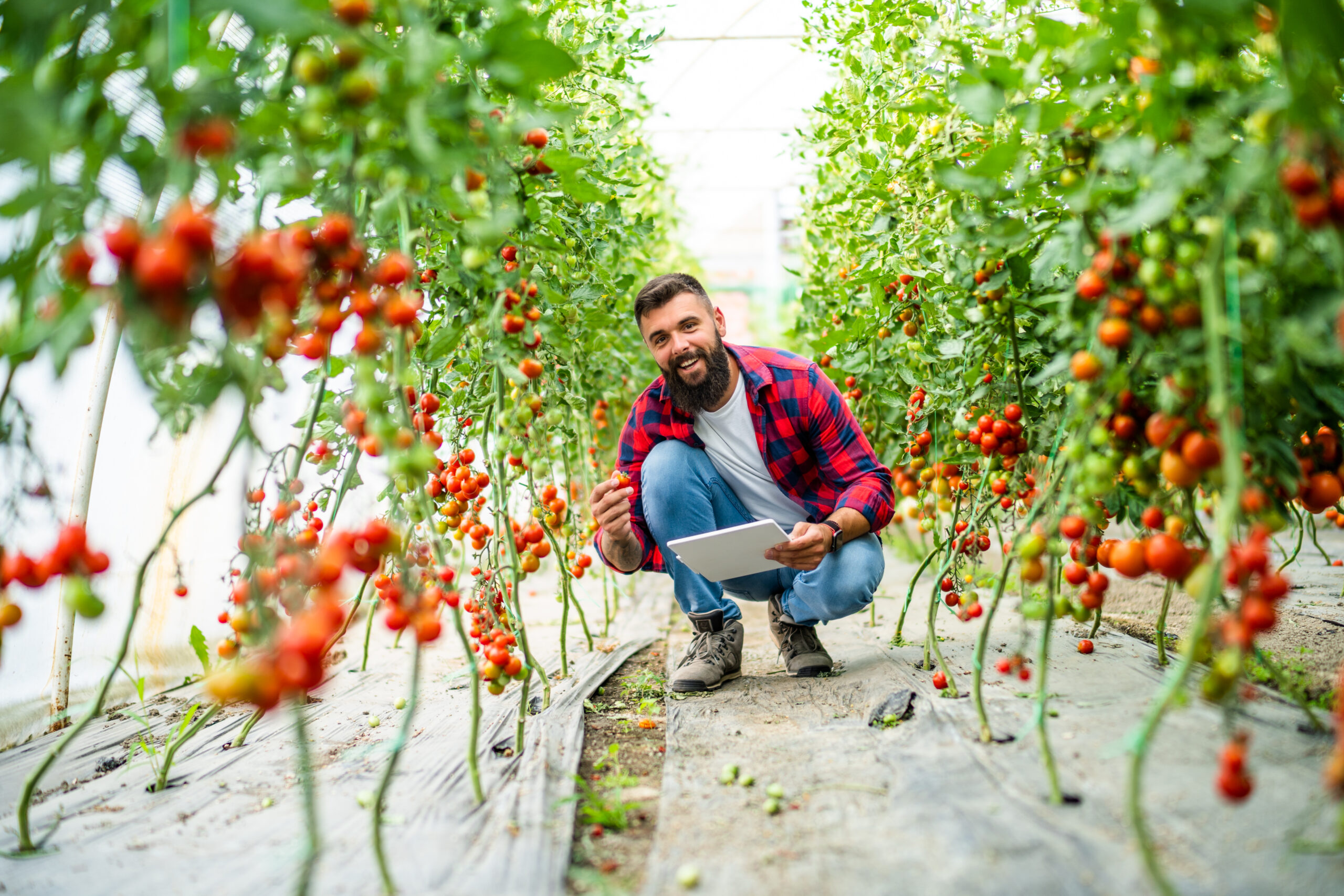 The Rise in Crop Yield With AI: Driving Agro Tech with Emerging